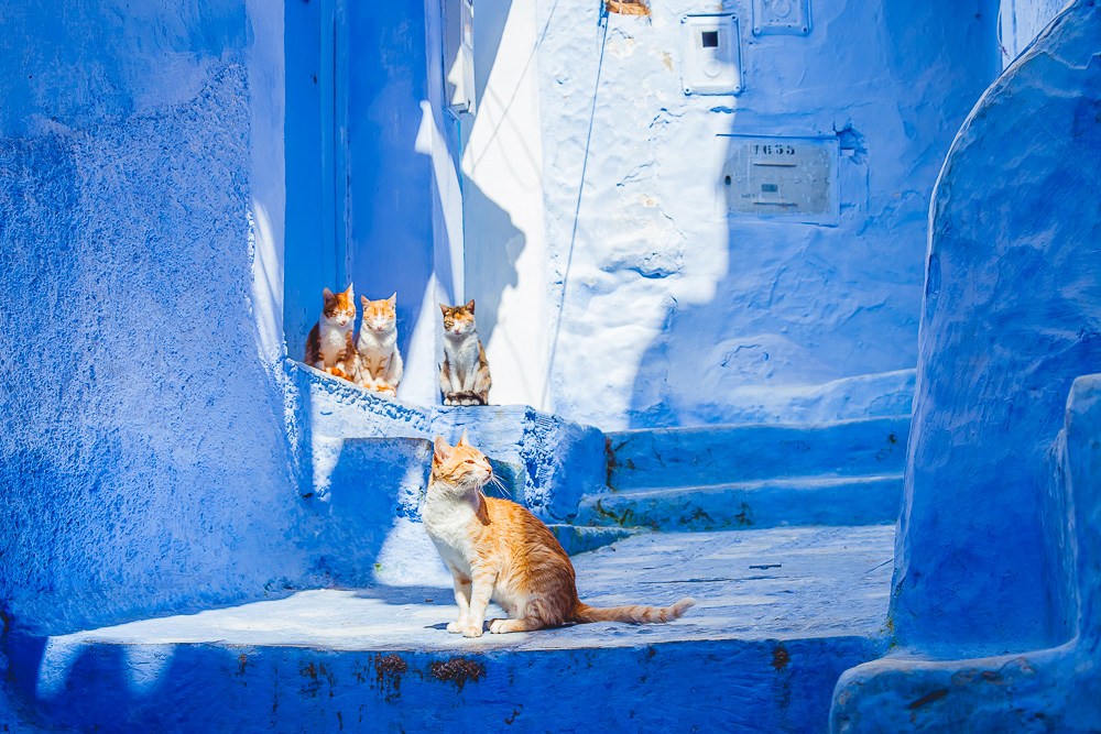 Photo-Tour-Chefchaouen-Morocco-Cat